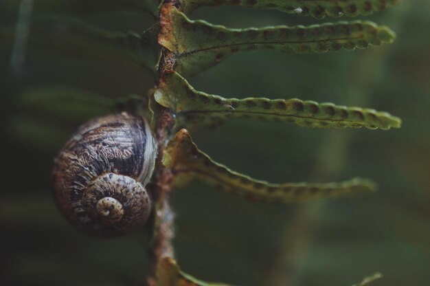 Prossimo piano di una lumaca sulla pianta