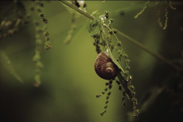 Prossimo piano di una lumaca sulla pianta