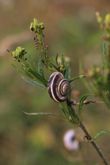 Prossimo piano di una lumaca sulla pianta