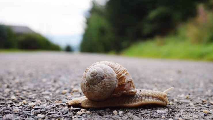 Foto prossimo piano di una lumaca sulla strada