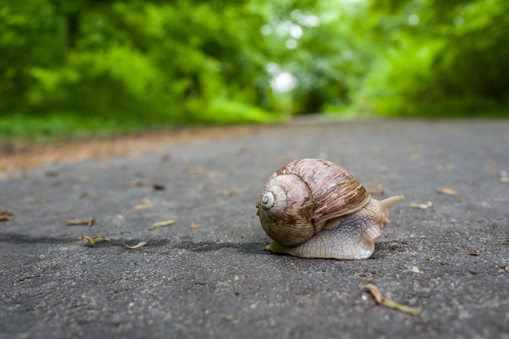 Foto prossimo piano di una lumaca sulla strada
