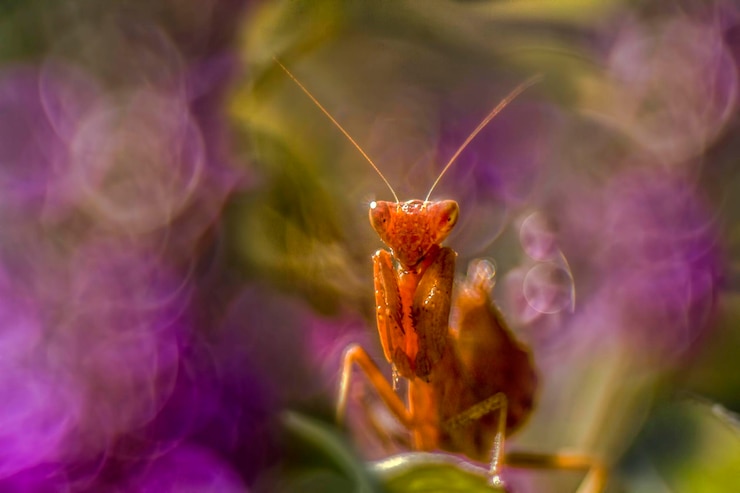 Foto prossimo piano di una mantis su un fiore rosa