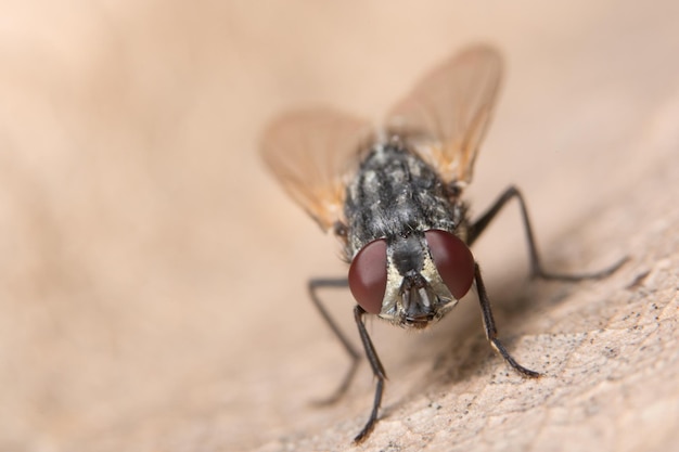 Prossimo piano di una mosca su una foglia secca