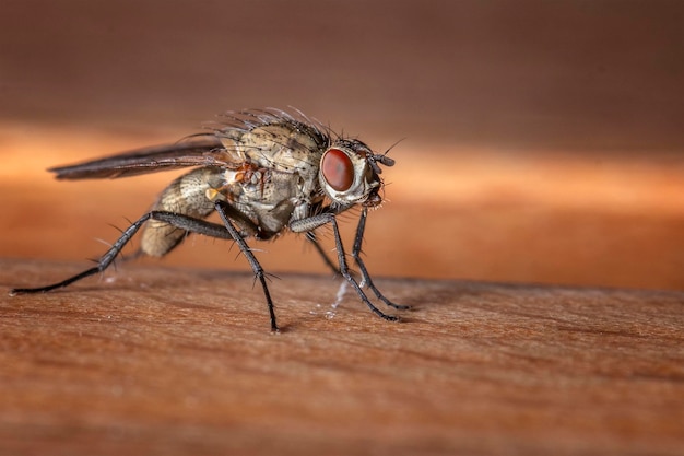 Prossimo piano di una mosca sul tavolo