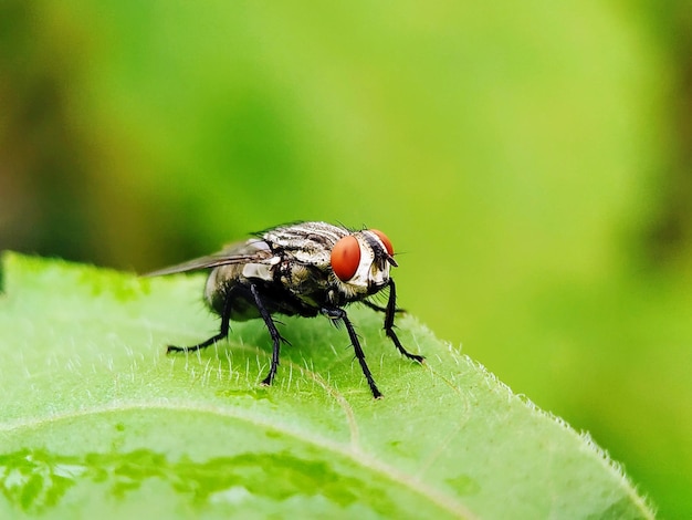 Prossimo piano di una mosca sulla foglia