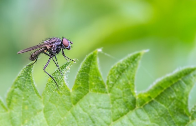 Prossimo piano di una mosca sulla foglia