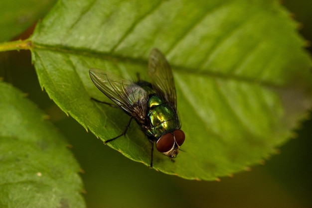 Prossimo piano di una mosca sulla foglia