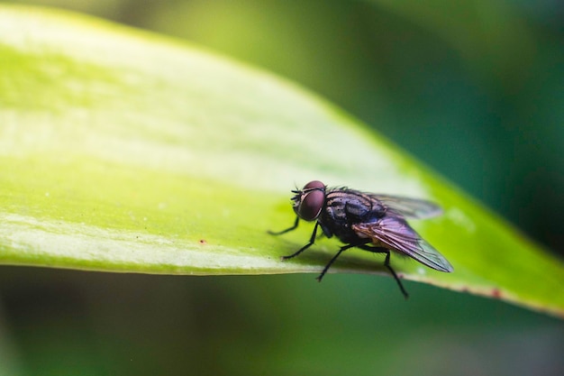Prossimo piano di una mosca sulla foglia