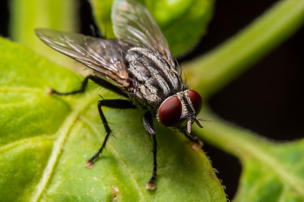Prossimo piano di una mosca sulla foglia