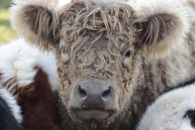 Prossimo piano di una mucca di montagna