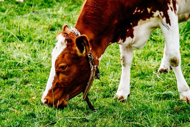 Prossimo piano di una mucca sul campo