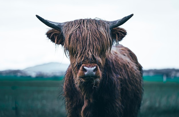 Prossimo piano di una mucca