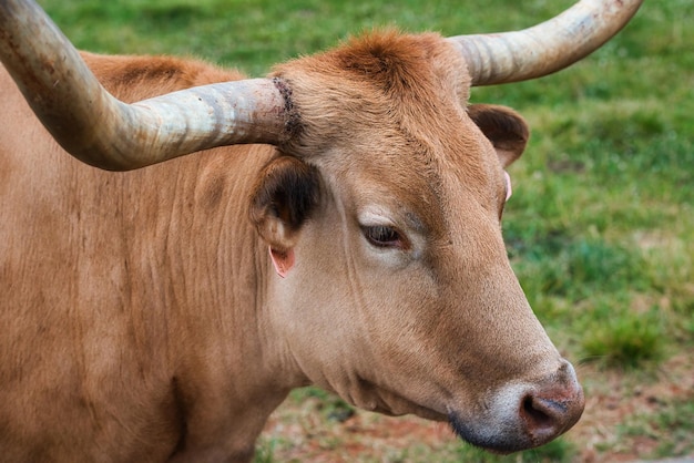 Prossimo piano di una mucca