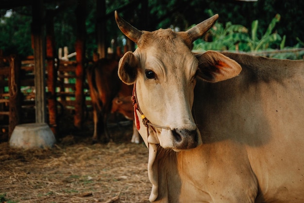 Prossimo piano di una mucca