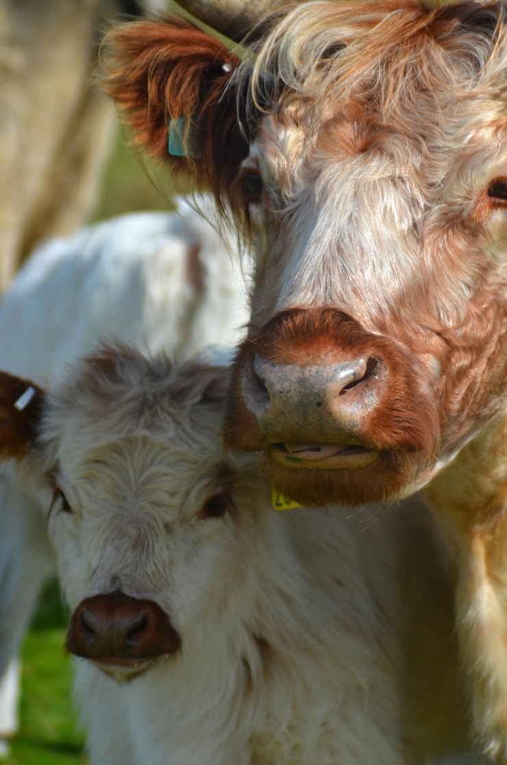 Foto prossimo piano di una mucca