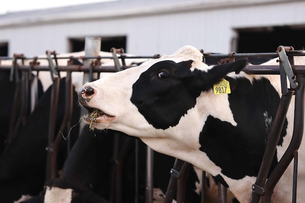 Prossimo piano di una mucca