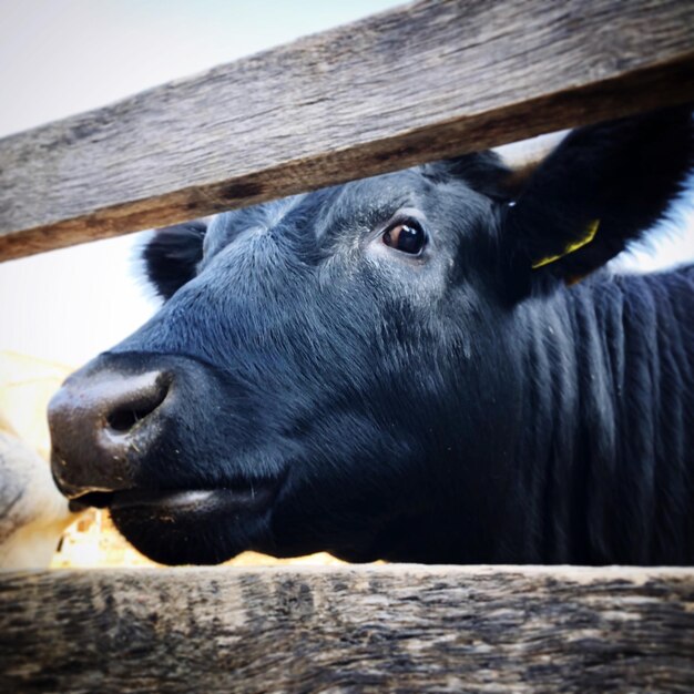 Prossimo piano di una mucca