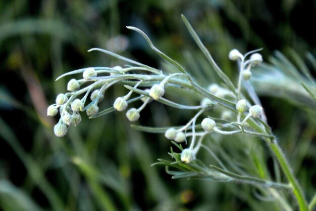 Prossimo piano di una pianta a fiore bianca