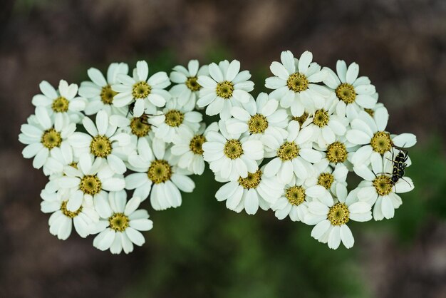 Prossimo piano di una pianta a fiore bianca