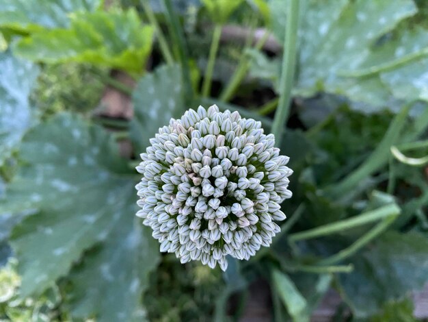 Prossimo piano di una pianta a fiore bianca