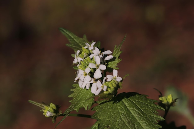 Prossimo piano di una pianta a fiore bianca