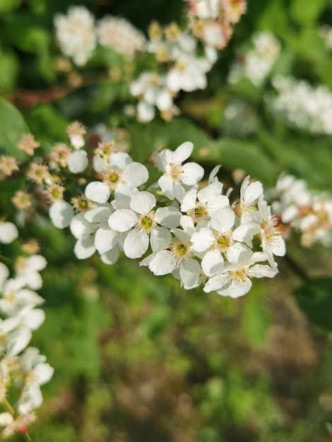 Prossimo piano di una pianta a fiore bianca