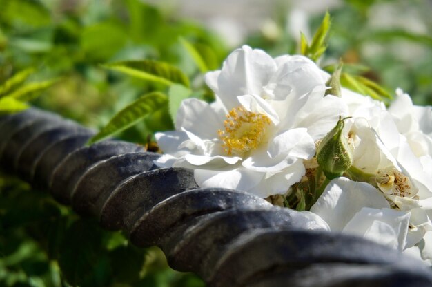 Prossimo piano di una pianta a fiore bianca