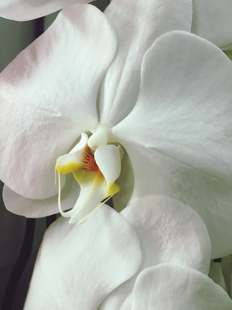 Foto prossimo piano di una pianta a fiore bianca