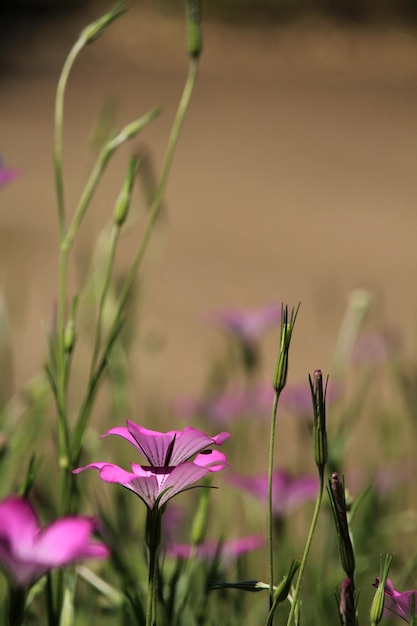 Prossimo piano di una pianta a fiore bianca