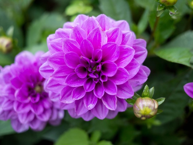 Prossimo piano di una pianta a fiore rosa