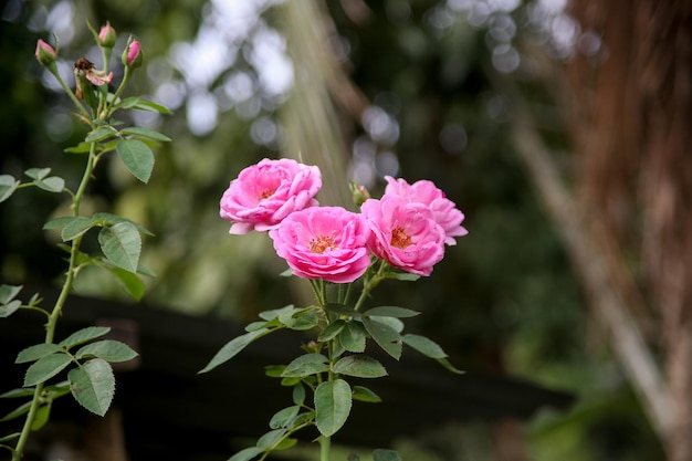 Prossimo piano di una pianta a fiore rosa