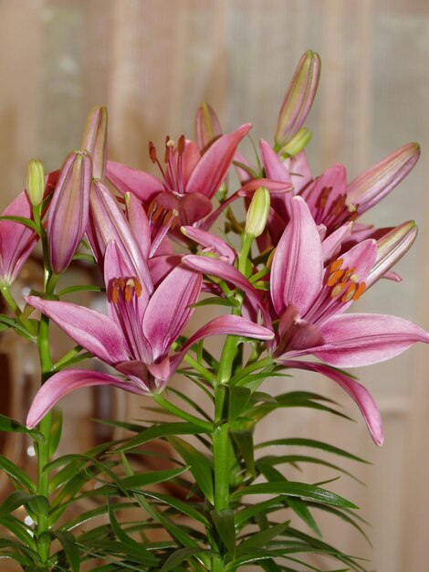 Prossimo piano di una pianta a fiore rosa