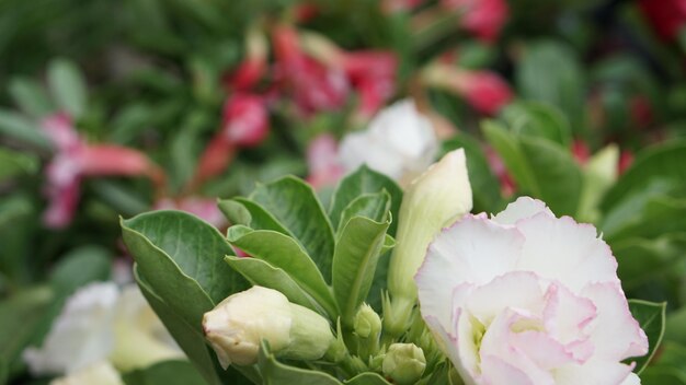 Prossimo piano di una pianta a fiore rosa