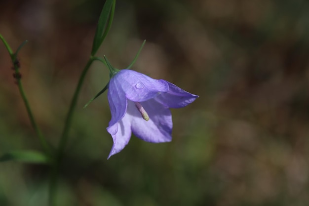 Prossimo piano di una pianta a fiore viola