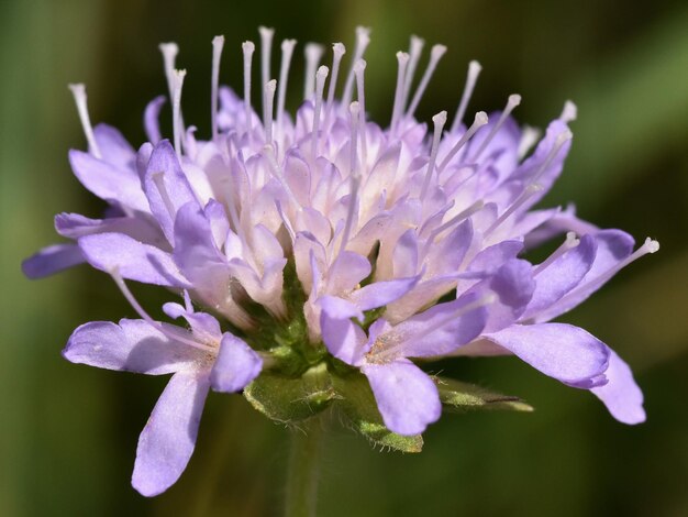 Prossimo piano di una pianta a fiore viola