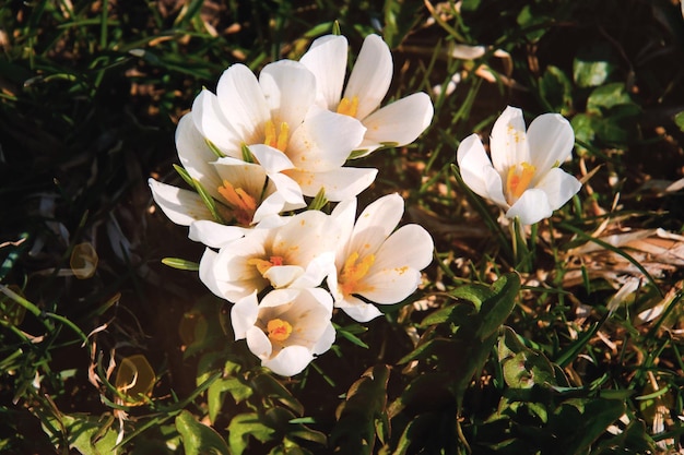 Prossimo piano di una pianta a fiori bianchi sul campo