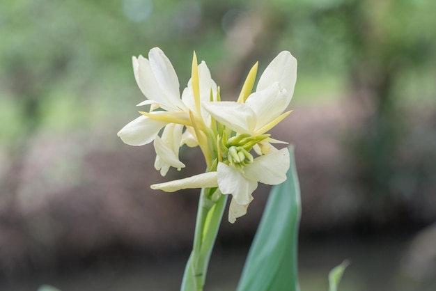 Prossimo piano di una pianta a fiori bianchi