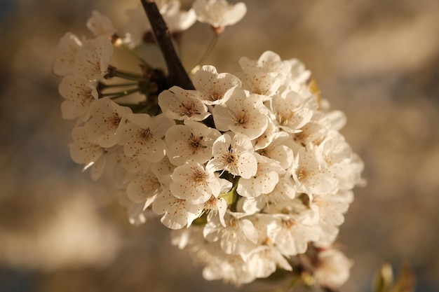 Prossimo piano di una pianta a fiori bianchi