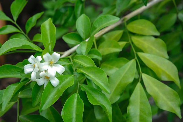 Prossimo piano di una pianta a fiori bianchi