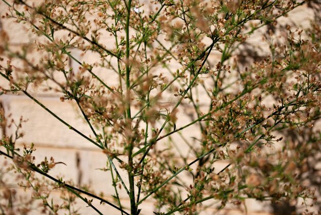 Prossimo piano di una pianta a fiori bianchi