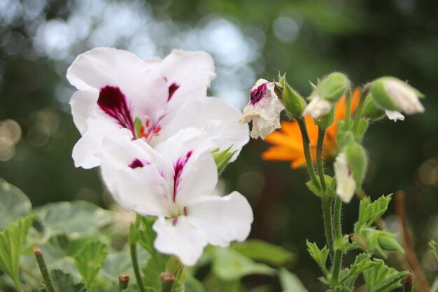 Prossimo piano di una pianta a fiori bianchi