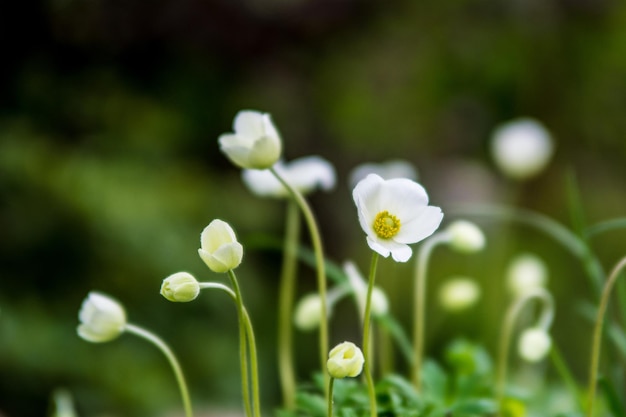 Prossimo piano di una pianta a fiori bianchi
