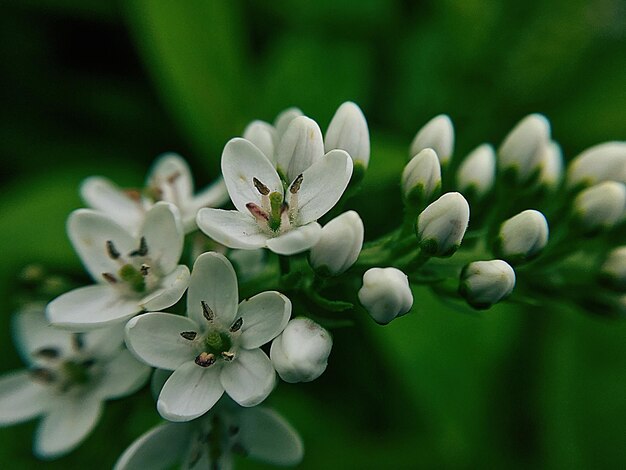 Prossimo piano di una pianta a fiori bianchi