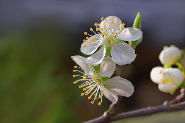 Prossimo piano di una pianta a fiori bianchi