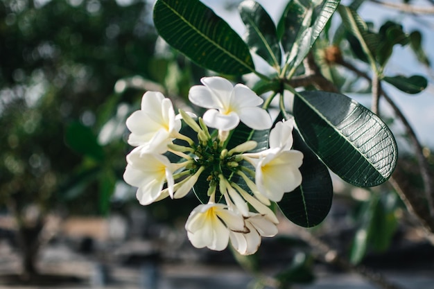 Prossimo piano di una pianta a fiori bianchi