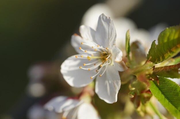 Prossimo piano di una pianta a fiori bianchi