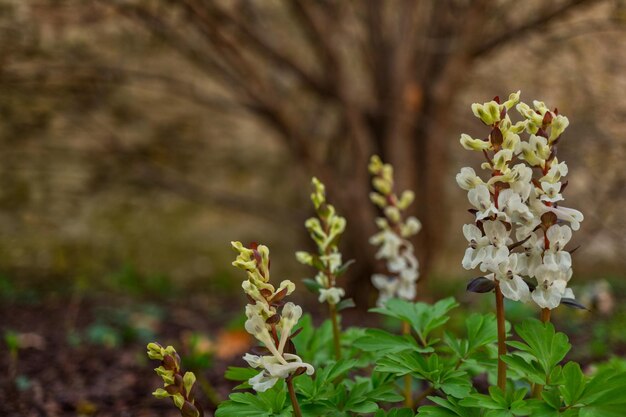 Prossimo piano di una pianta a fiori bianchi