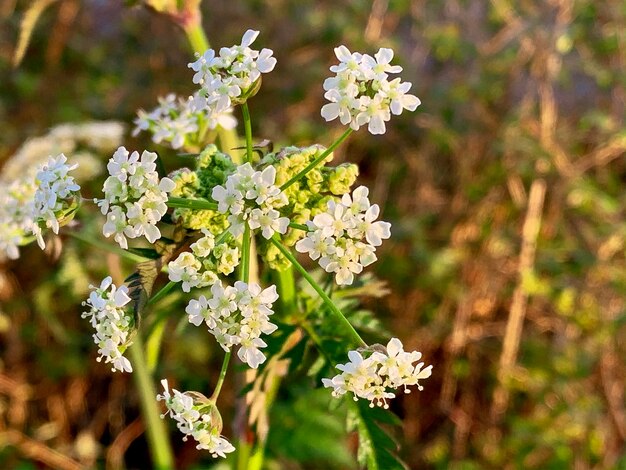 Prossimo piano di una pianta a fiori bianchi