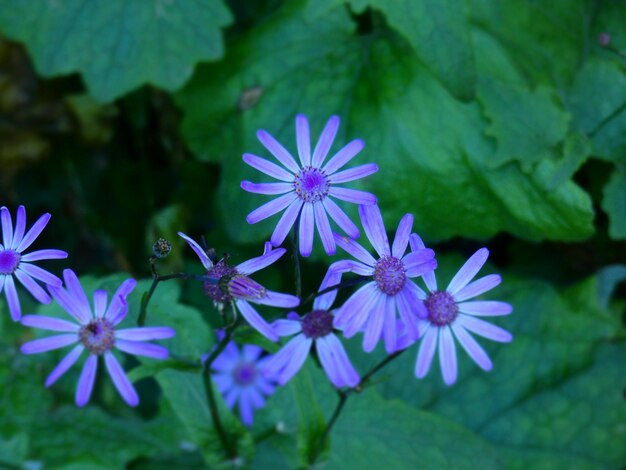 Prossimo piano di una pianta a fiori bianchi