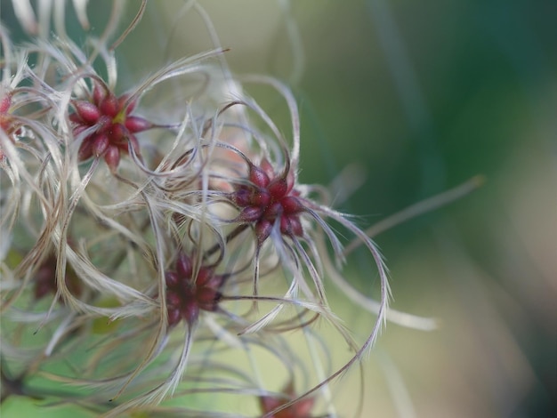 Prossimo piano di una pianta a fiori bianchi